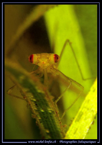 Larva of a Damselfly taken in a small high altitude water... by Michel Lonfat 